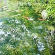 くまの画像