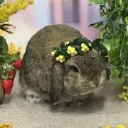 たらぴーの画像