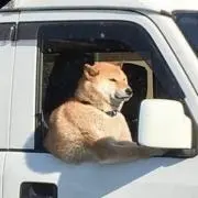 pOM