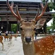 ダイアン