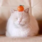 みんたろー。