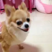 にゃー
