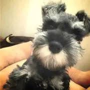 sasuくんの画像