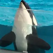 カズの画像