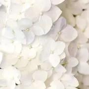 arrowの画像