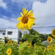 さなの画像