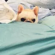 プリン