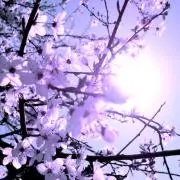 紫桜の画像