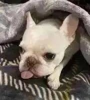 ハルの画像