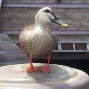 とりさんの画像