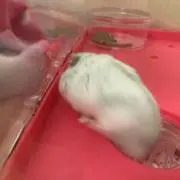 ポニーの画像