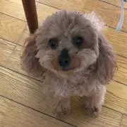 Mintoの画像