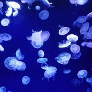 鈴の画像