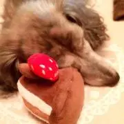 心愛*⑅♥︎即購入・値段交渉可◎の画像
