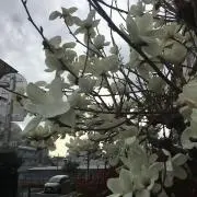トゥモロー