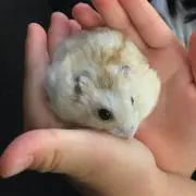 リボンの画像