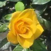 ぱしゅみんの画像