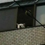 Dミラー★おまとめ割引の画像