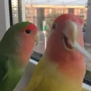 アカココ！の画像