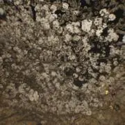 Maitooooの画像