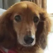 バロンの父さん