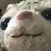 にゃんちの画像