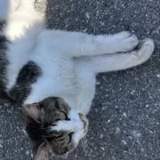 いぬの画像
