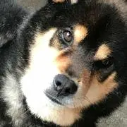 むさの画像
