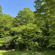 夜の画像