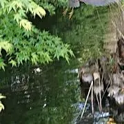 こっこ2の画像