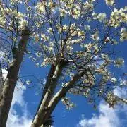 Hiyoriの画像