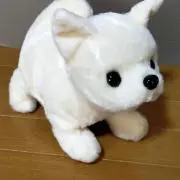 チワワ
