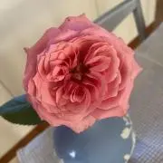サラの画像
