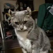猫の吉喜