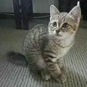 ユキの画像
