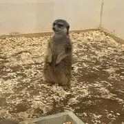 こんの画像