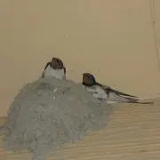 かみなりの画像