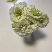 MILK COCOAの画像