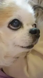 わちちの画像