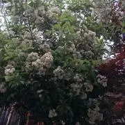 うたの画像