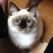 AZの画像