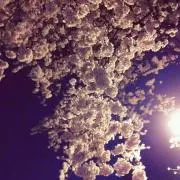 花✳︎プロフ必読の画像