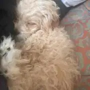 チェスタ