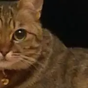ma