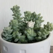 ＊みつばママ＊の画像