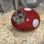 もゆさ