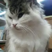 しょうゆママ