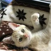ぬこの画像