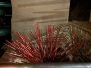 naharaの画像