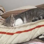 gptmjgの画像